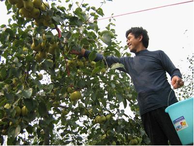 宁陵县的金顶谢花酥梨喜获大丰收-----定单销路有保证 农民乐开言