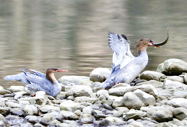 ����Ͽ¬���أ��л���ɳѼ�ġ�ˮ�ϰ��١�ʢ��