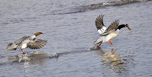 ����Ͽ¬���أ��л���ɳѼ�ġ�ˮ�ϰ��١�ʢ��