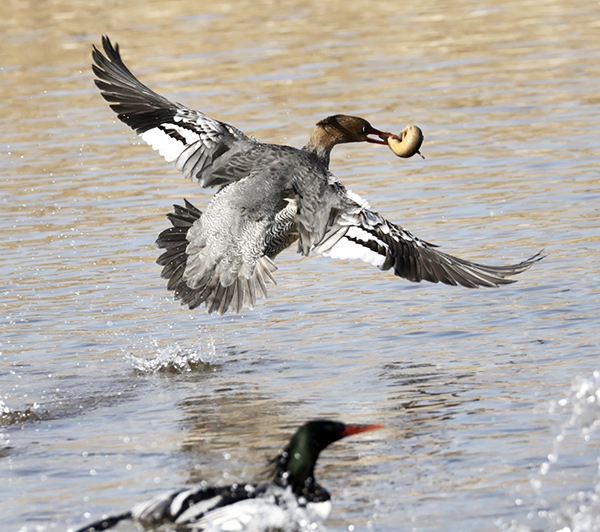 ����Ͽ¬���أ��л���ɳѼ�ġ�ˮ�ϰ��١�ʢ��