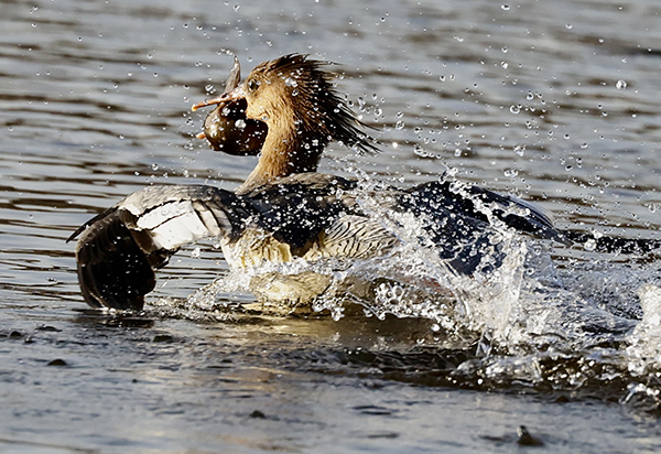 ����Ͽ¬���أ��л���ɳѼ�ġ�ˮ�ϰ��١�ʢ��